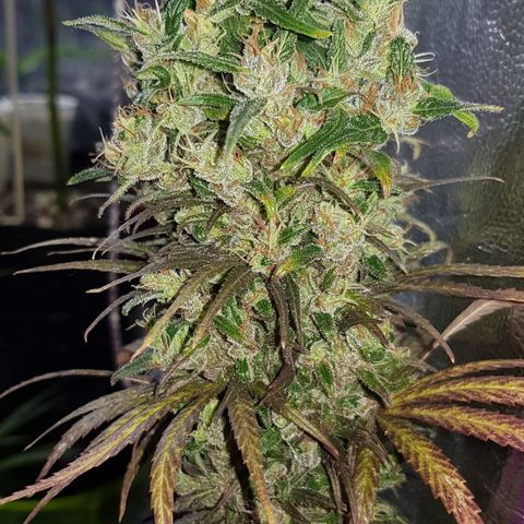 Regular Maria #2 (Kong) growlog timeline photo