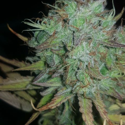 Big explosion #6 growlog timeline photo