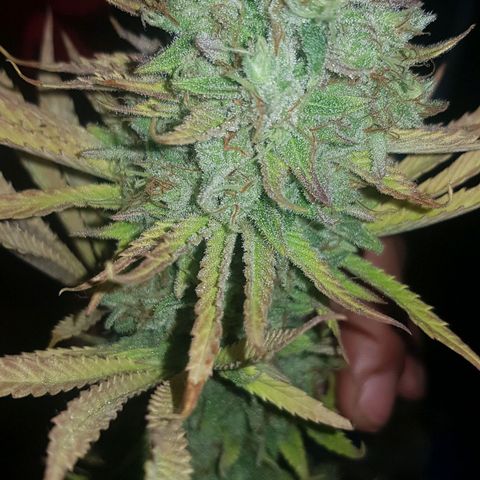 Big explosion #6 growlog timeline photo