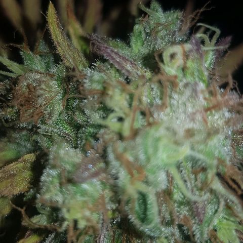 Big explosion #6 growlog timeline photo