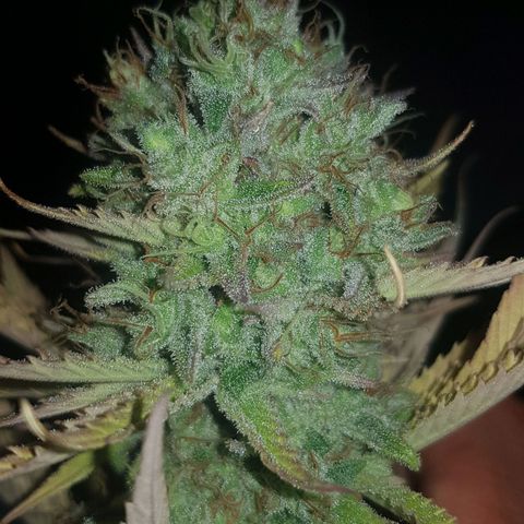 Big explosion #6 growlog timeline photo