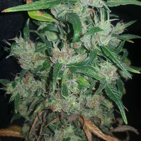 Regular Maria #2 (Kong) growlog timeline photo