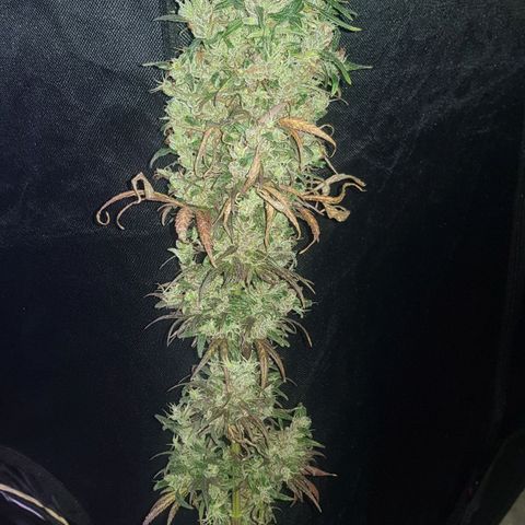 Regular Maria #2 (Kong) growlog timeline photo