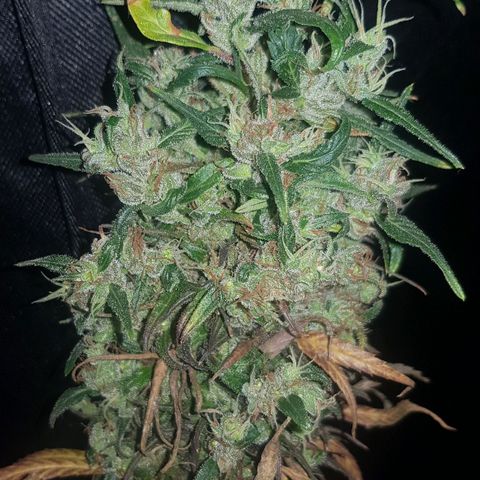 Regular Maria #2 (Kong) growlog timeline photo