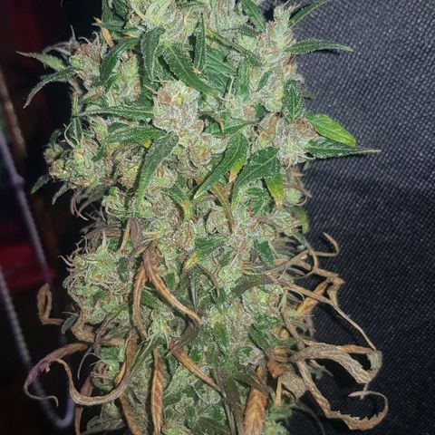 Regular Maria #2 (Kong) growlog timeline photo