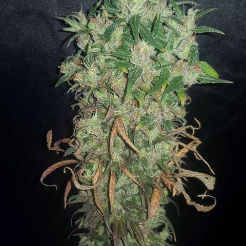 Regular Maria #2 (Kong) growlog timeline photo