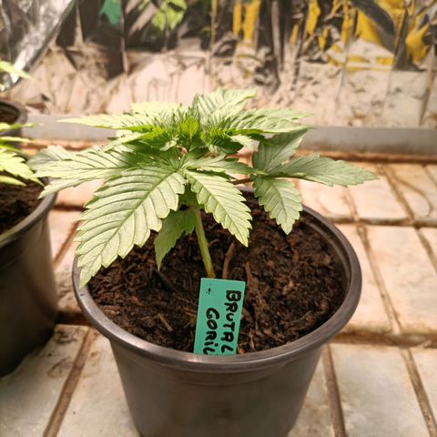 Brutal Gorila growlog photo: Un día abans de transplantar