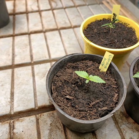 Brutal Gorila growlog photo: Un día abans de transplantar