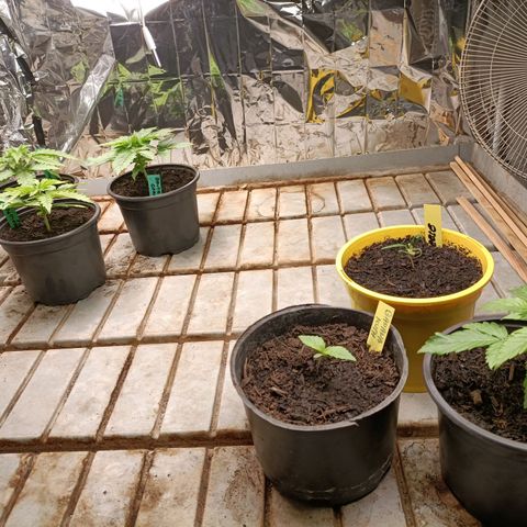 Brutal Gorila growlog photo: Un día abans de transplantar