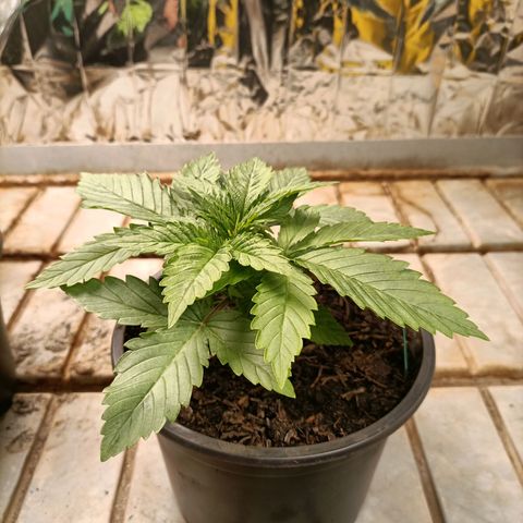 Brutal Gorila growlog photo: Un día abans de transplantar