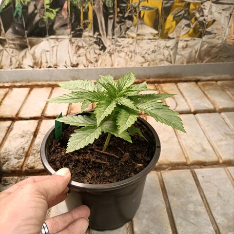 Brutal Gorila growlog photo: Un día abans de transplantar