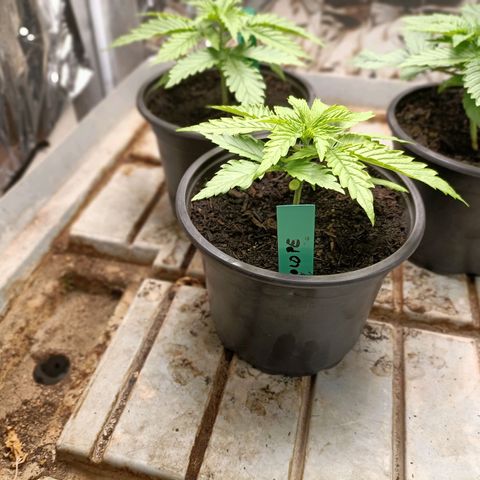 Brutal Gorila growlog photo: Un día abans de transplantar