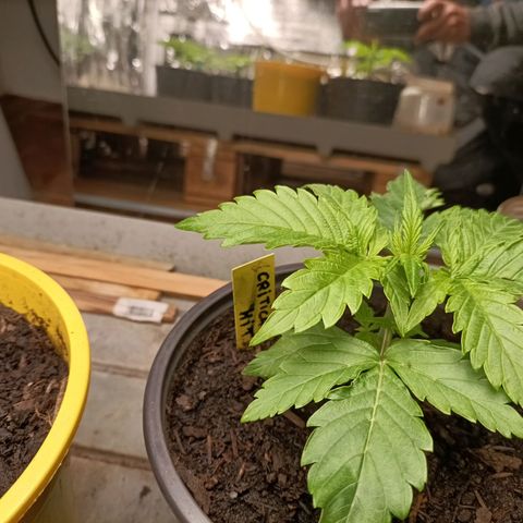 Brutal Gorila growlog photo: Un día abans de transplantar