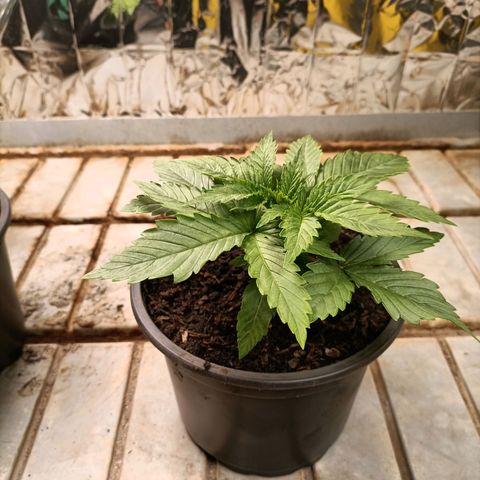 Brutal Gorila growlog photo: Un día abans de transplantar