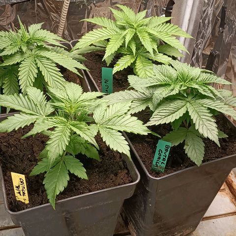 Brutal Gorila growlog timeline photo