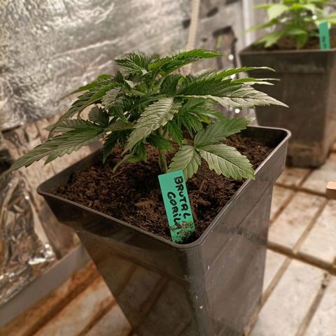 Brutal Gorila growlog photo: Gran planta del sendero seeds, amb un gran creixement a un molt bon ritme.
Molta ramificació ideal per esqueixos .  