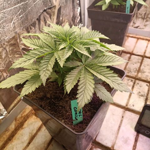 Brutal Gorila growlog photo: Brutal! Con el seu nom indica! 
Fantàstic creixement!