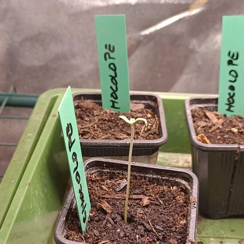 Brutal Gorila growlog photo: Germinació