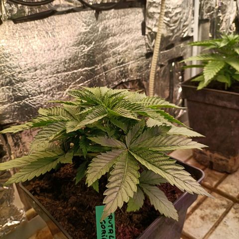 Brutal Gorila growlog photo: Increíble el creixement d'aquesta no tant petita ja, com diu el seu nom, BRUTAL! 