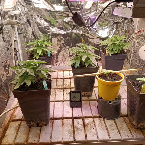 Brutal Gorila growlog photo: Tot el cultiu la primera setmana 