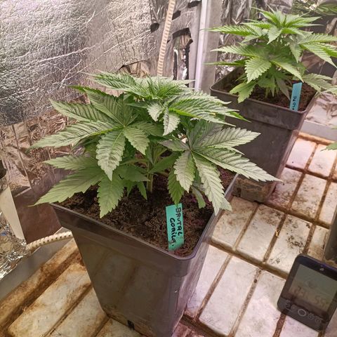 Brutal Gorila growlog timeline photo