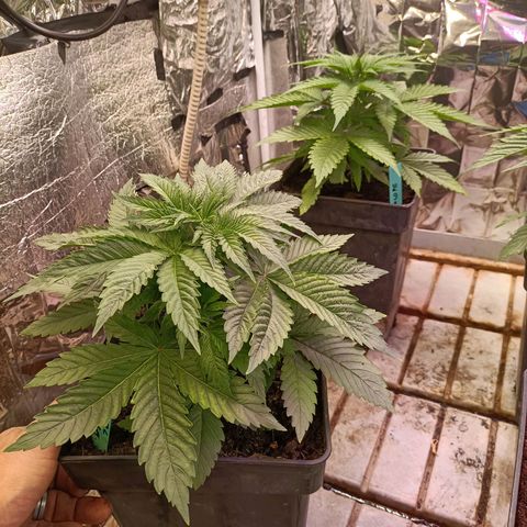Brutal Gorila growlog timeline photo