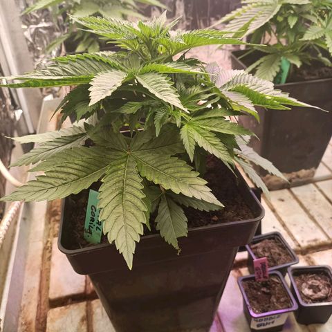 Brutal Gorila growlog timeline photo