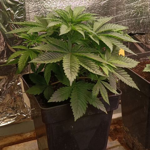 Brutal Gorila growlog photo: Tot correcte