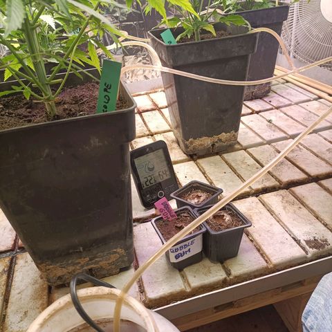Brutal Gorila growlog photo: Ensenyo l'autoreg per goteig que funciona 