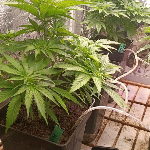 Brutal Gorila growlog photo: A punt de transplantar i canviar el període de llum aab12/12