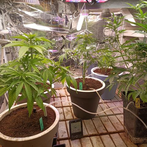 Brutal Gorila growlog photo: Així estan després de podar i transplantar ,