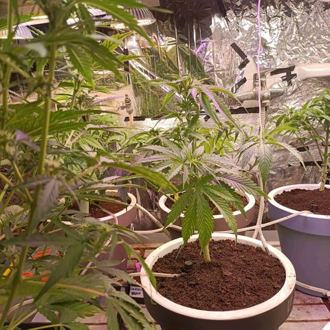 Brutal Gorila growlog timeline photo