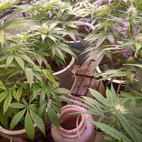 Brutal Gorila growlog photo: 3er día de floració