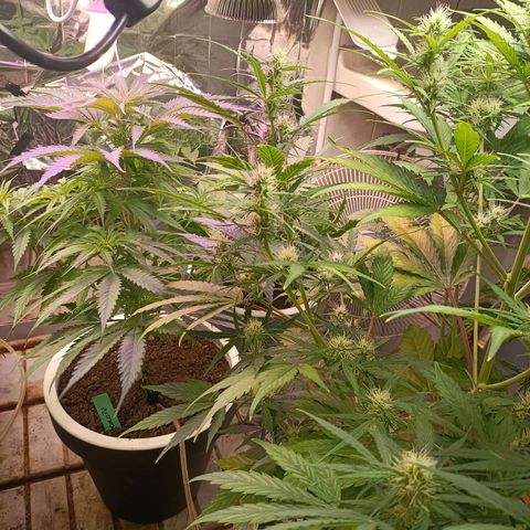 Brutal Gorila growlog photo: 3 dia de floracio