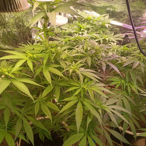 Brutal Gorila growlog photo: Comencen floració .. no es canvi de llum és que noten el canvi de llum fet fa una setmana