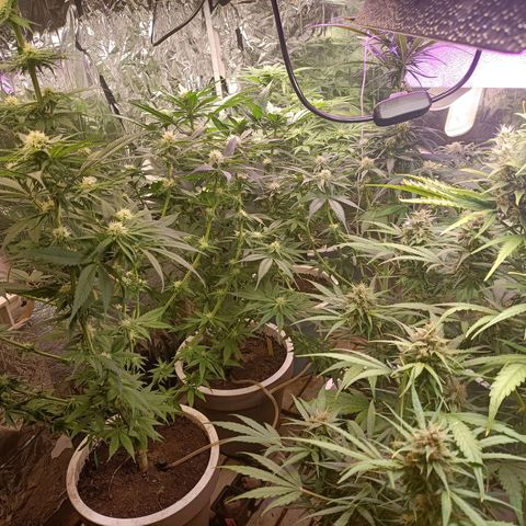 Brutal Gorila growlog photo: Ja queda menys
