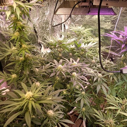 Brutal Gorila growlog photo: Canvi d'alimentació a biocannabium