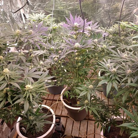 Brutal Gorila growlog photo: Increïble floració! 
