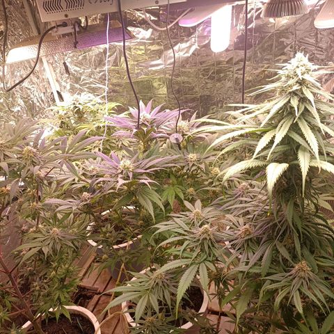 Brutal Gorila growlog photo: Ja gairebé està