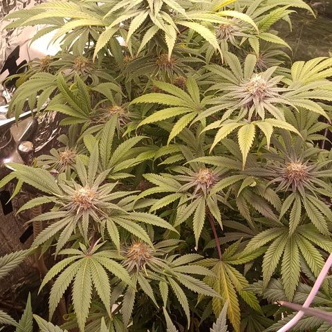Brutal Gorila growlog photo: A punt