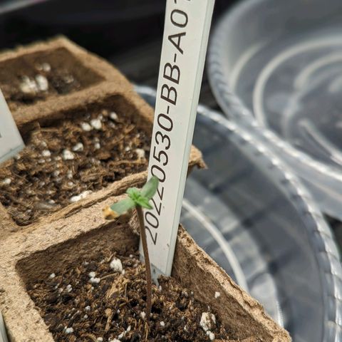 20220530-BB-A01 growlog timeline photo