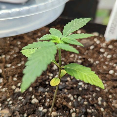 20220530-BB-A01 growlog photo: After transplant