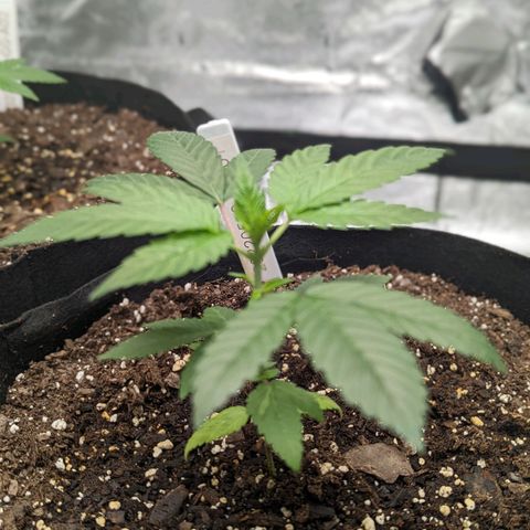 20220530-BB-A01 growlog timeline photo