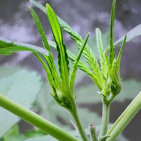 20220530-BB-A01 growlog photo: Female plant confirmed 