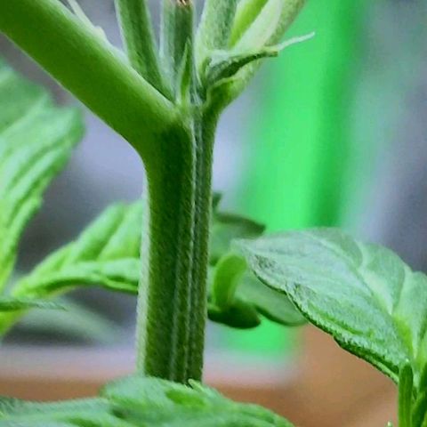 20220530-BB-A01 growlog photo: Female plant confirmed 