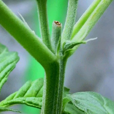 20220530-BB-A01 growlog photo: Female plant confirmed 