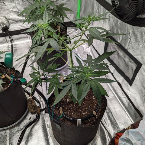 20220530-BB-A01 growlog photo: Low stress training 