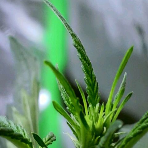 20220530-BB-A01 growlog photo: Tree in pre-flower?