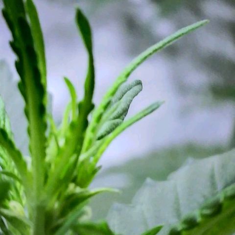 20220530-BB-A01 growlog photo: Tree in pre-flower?