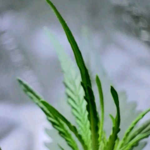 20220530-BB-A01 growlog photo: Tree in pre-flower?